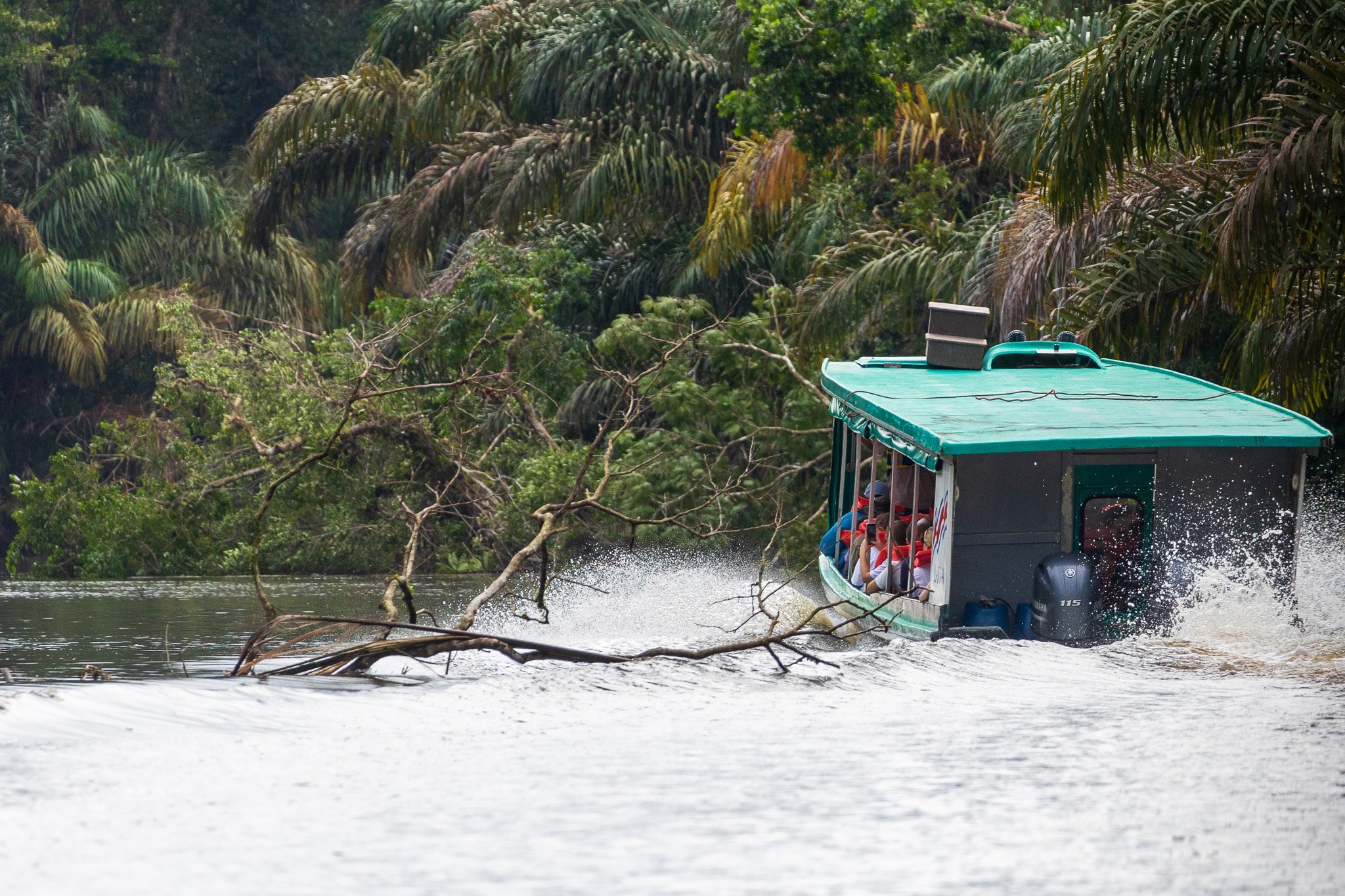 dic24tortuguero50.jpg