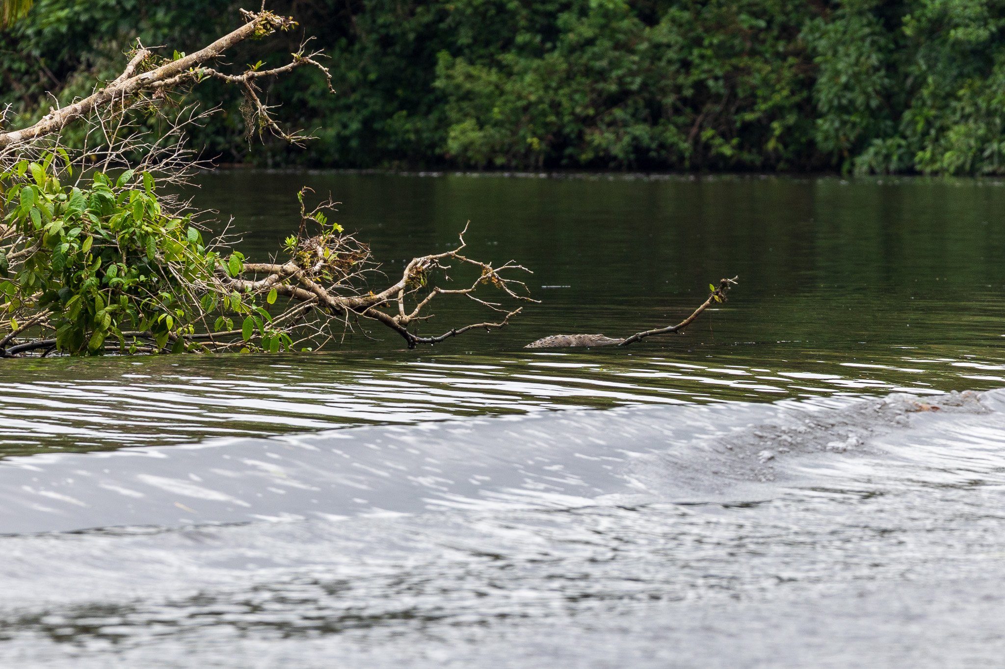 dic24tortuguero53.jpg