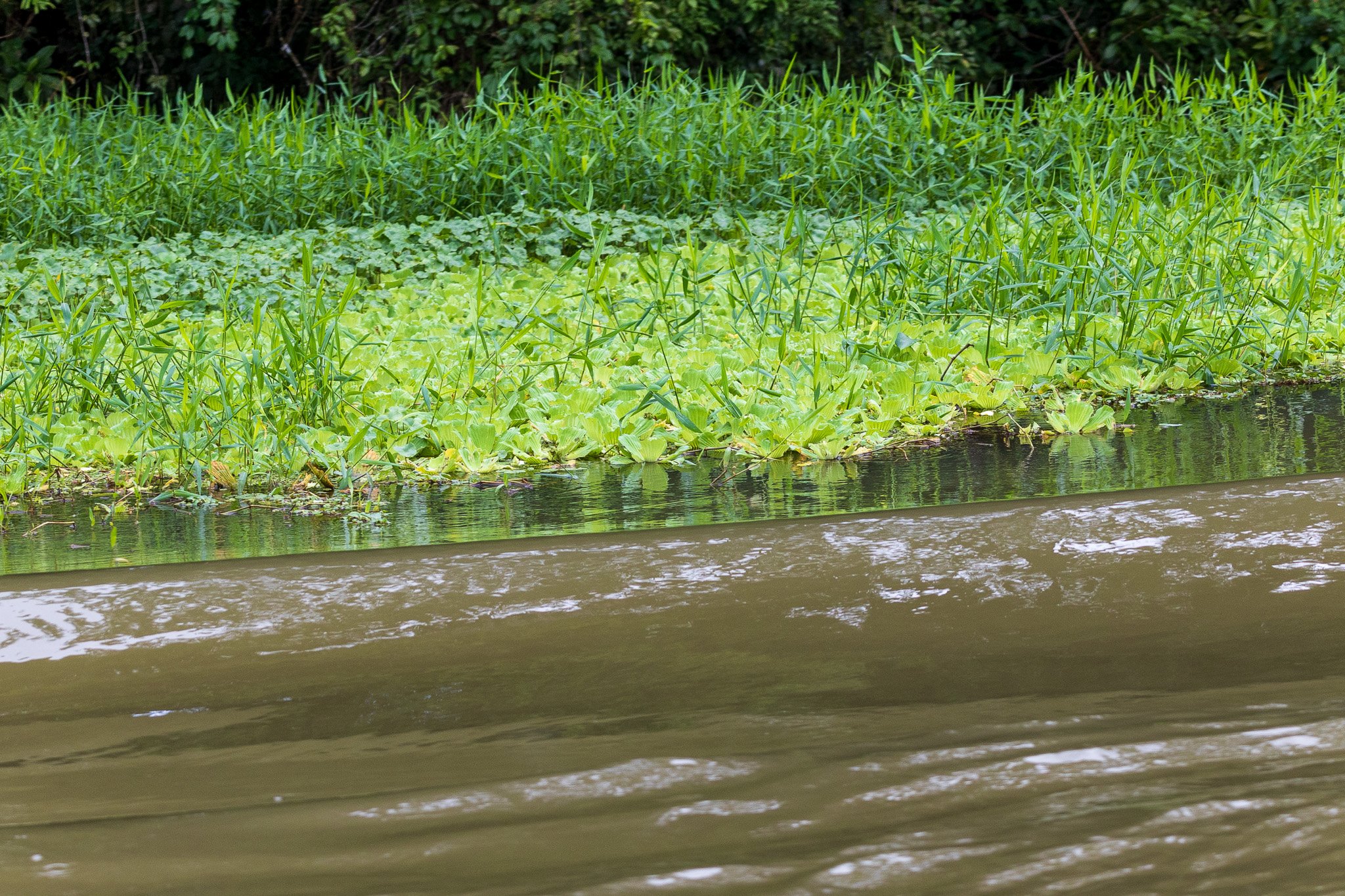 dic24tortuguero55.jpg