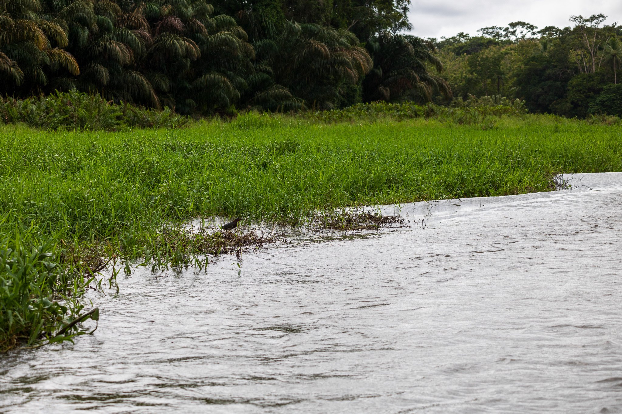 dic24tortuguero56.jpg