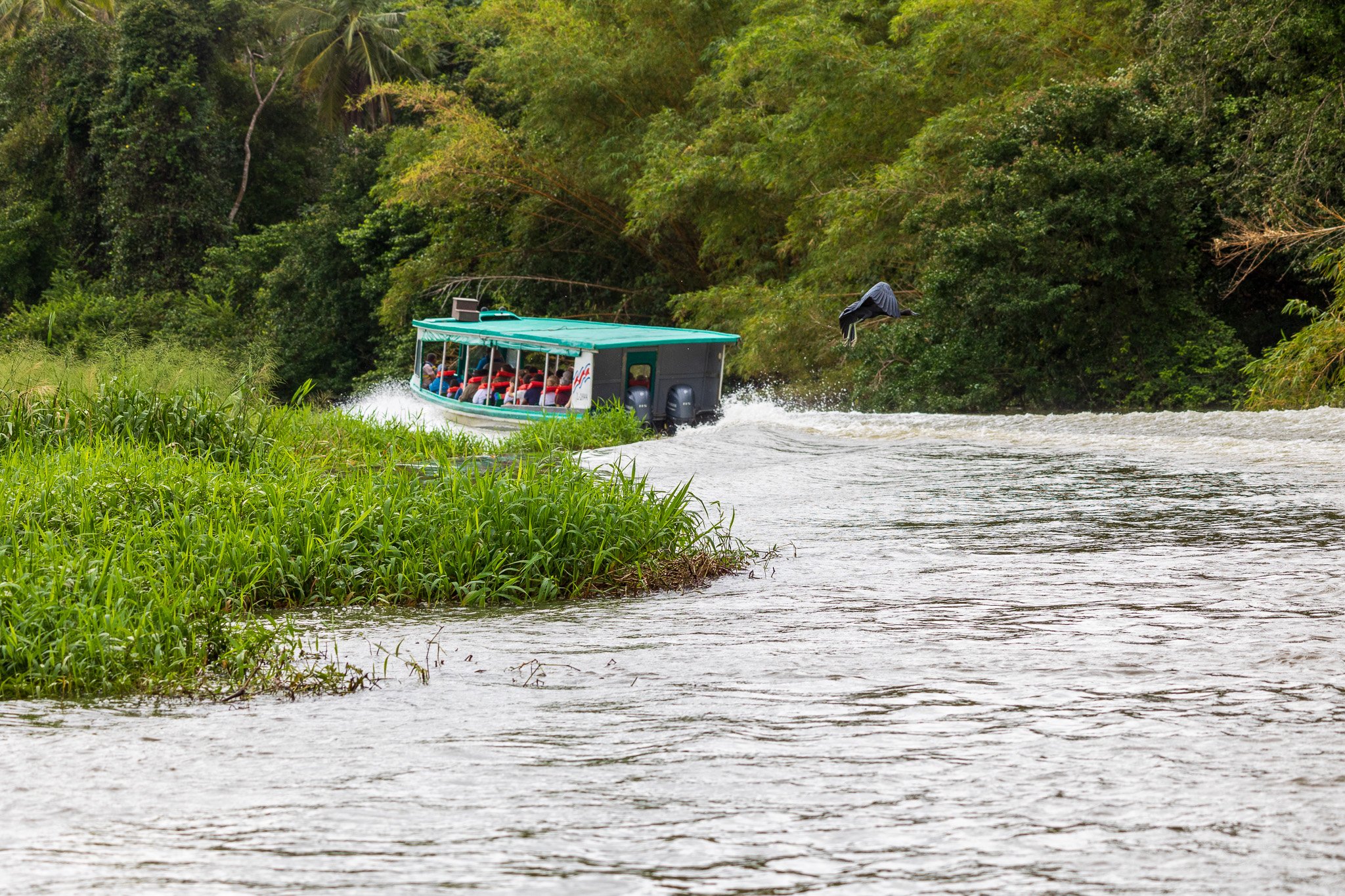 dic24tortuguero61.jpg