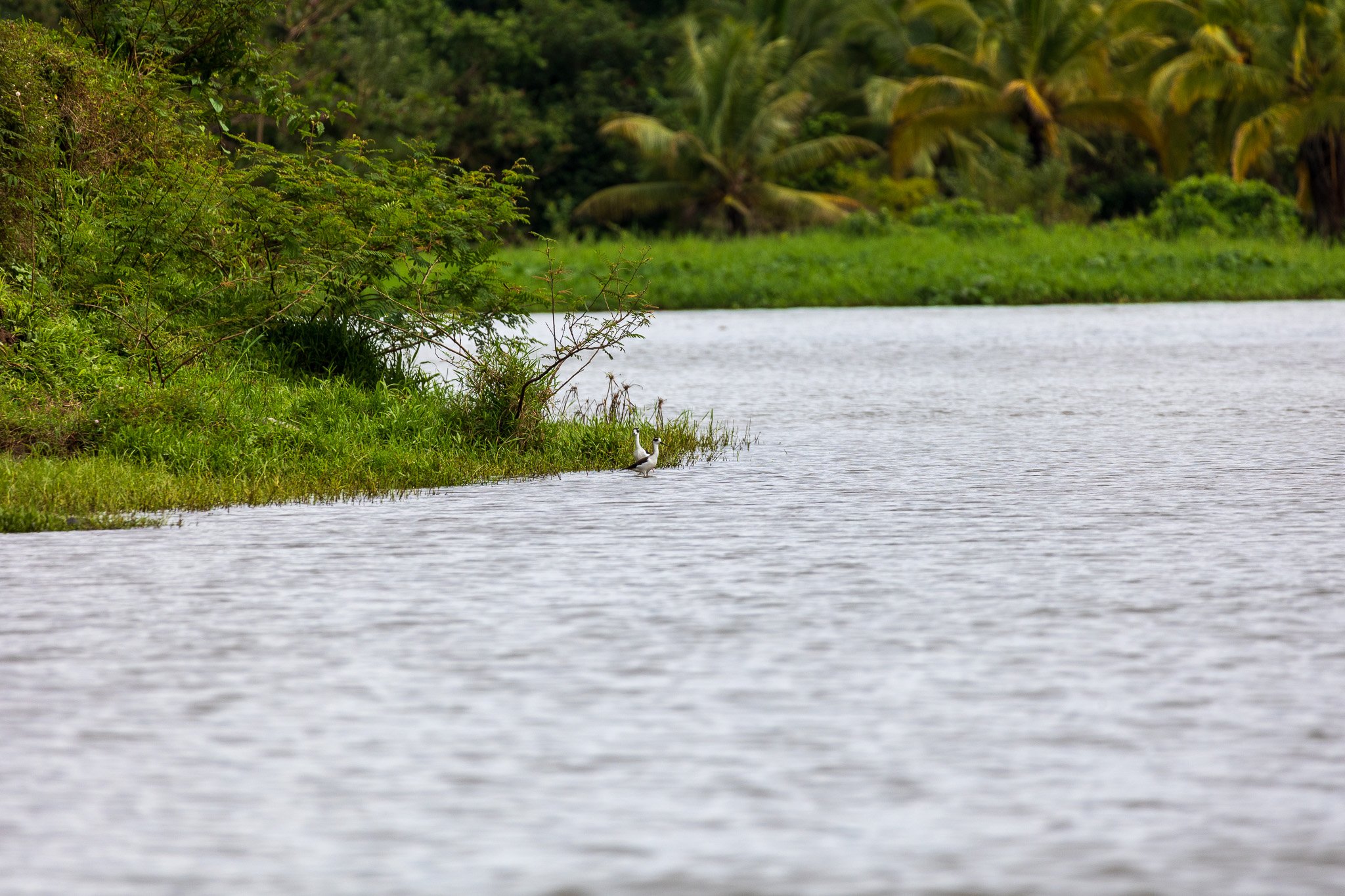 dic24tortuguero64.jpg