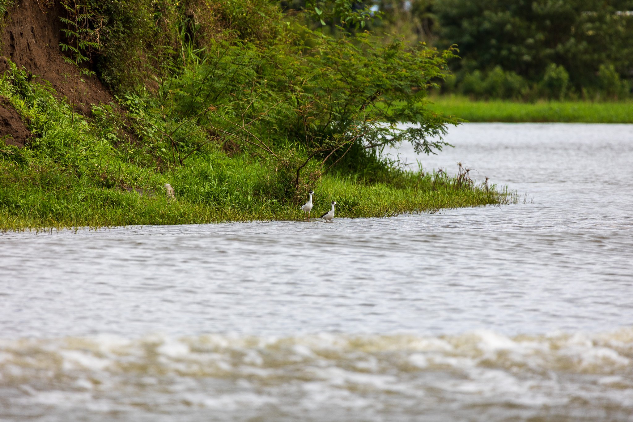 dic24tortuguero65.jpg