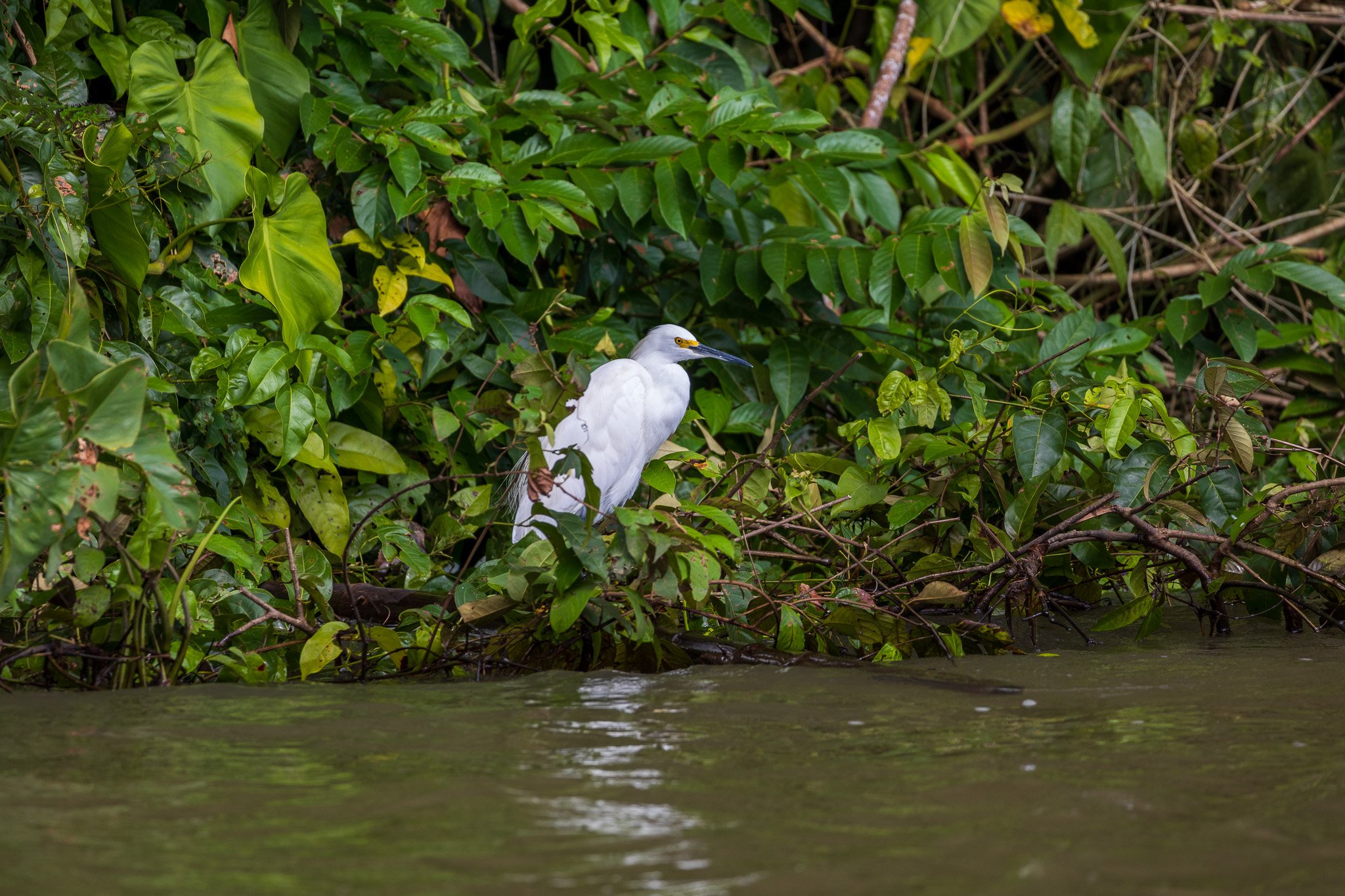 dic24tortuguero69.jpg