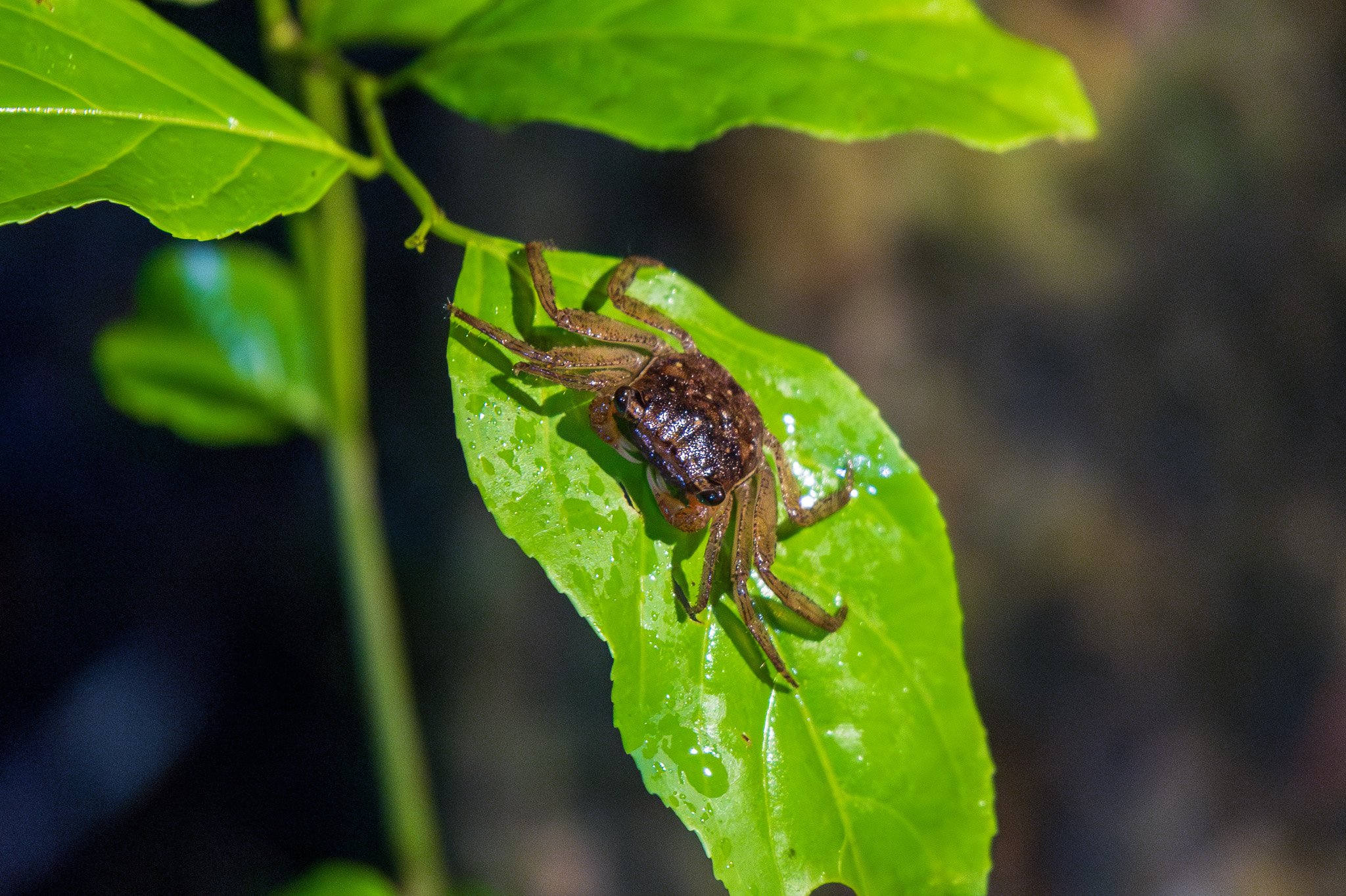 dic24tortuguero8.jpg