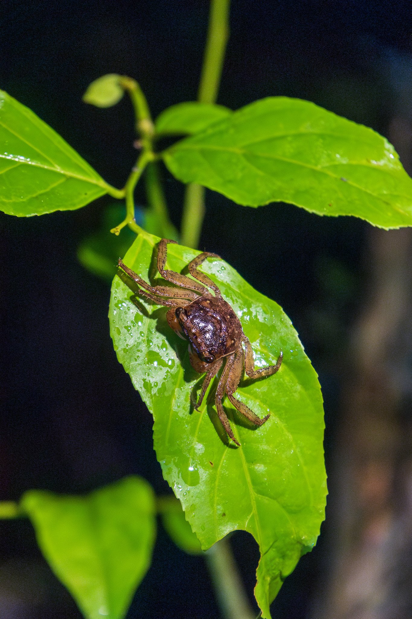 dic24tortuguero9.jpg