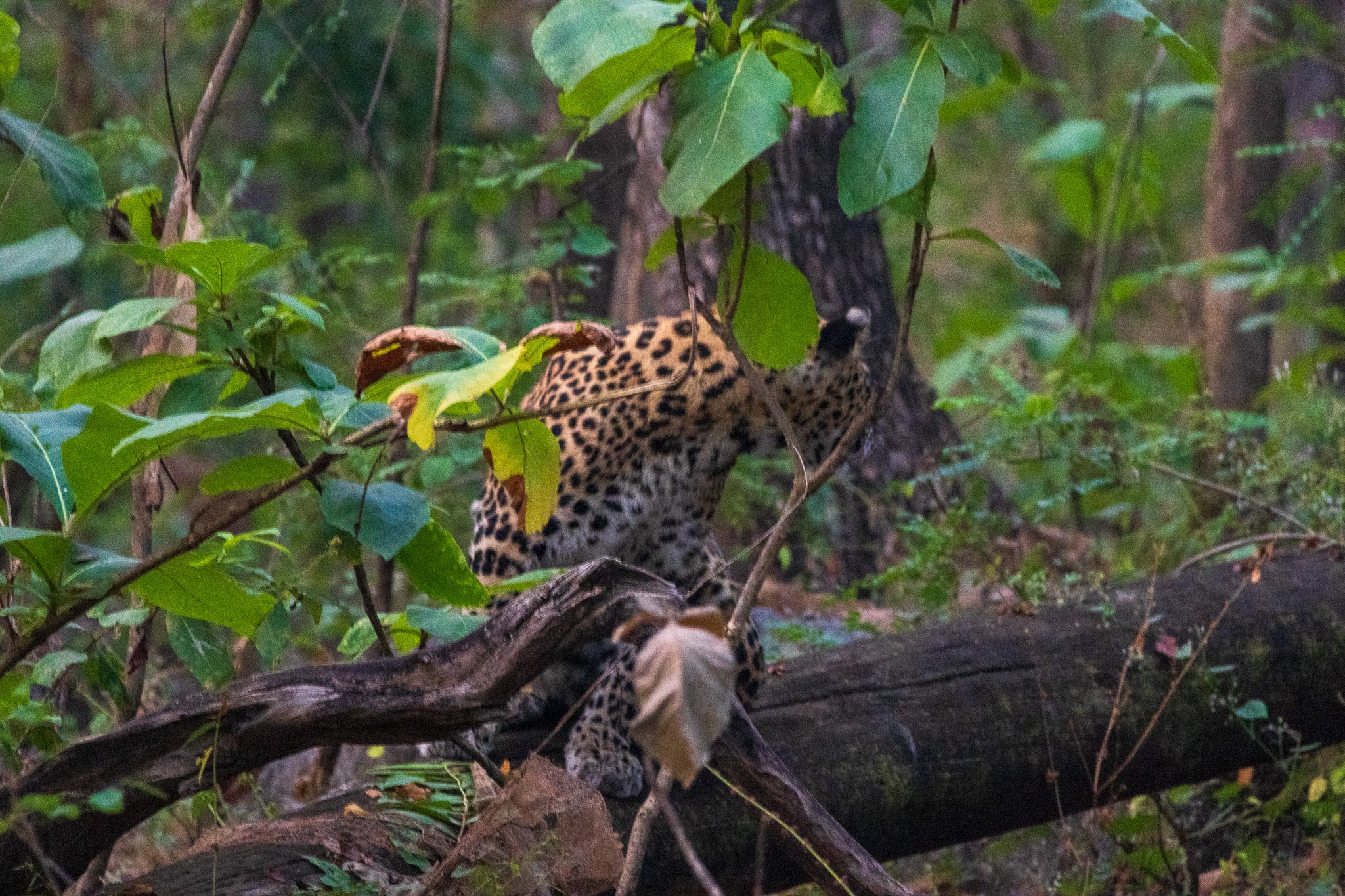 _india_18nov2023_pench100.jpg