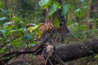 _india_18nov2023_pench100_small.jpg