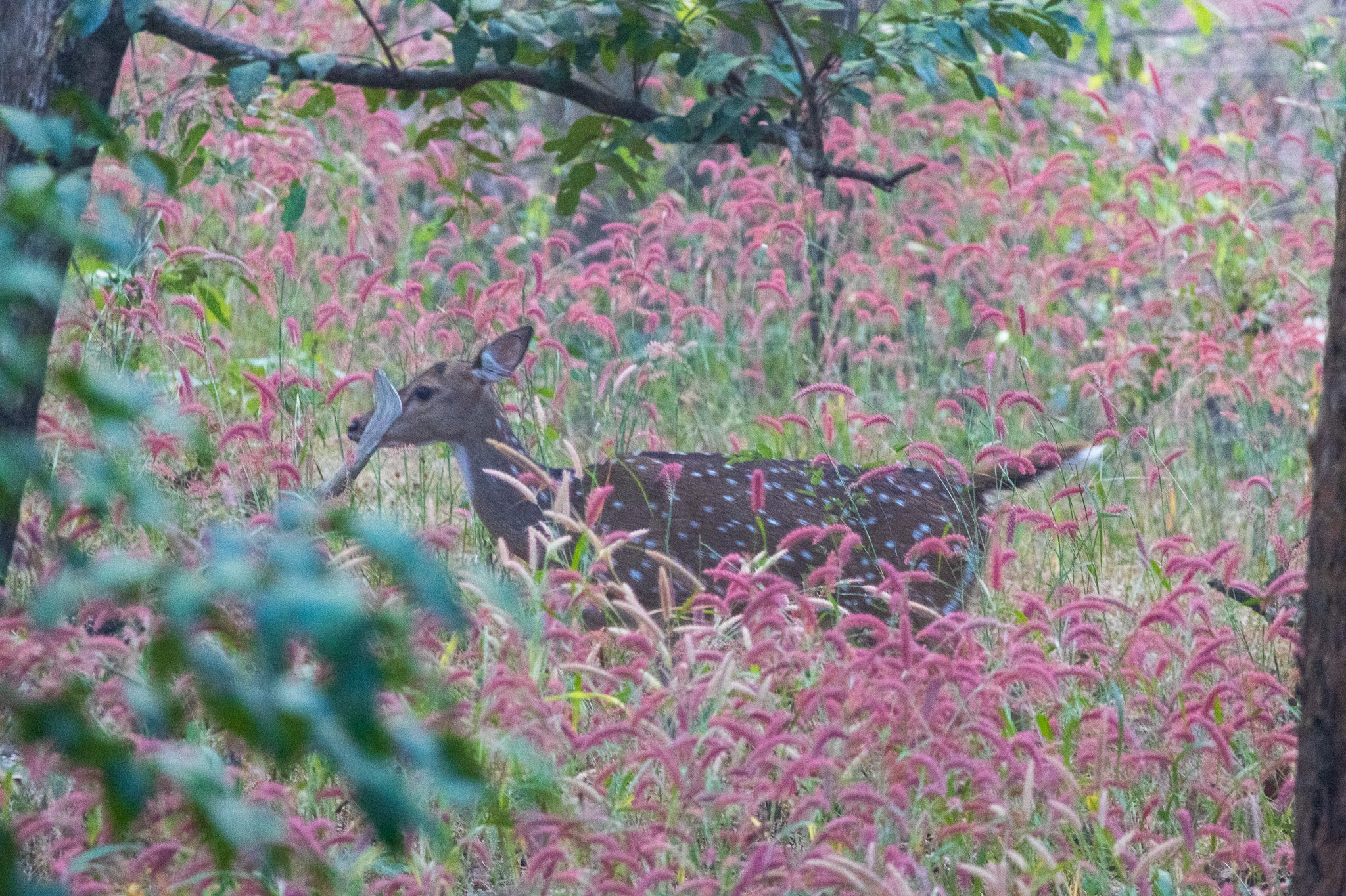 _india_18nov2023_pench104.jpg