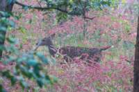 _india_18nov2023_pench104_small.jpg