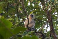 _india_18nov2023_pench105_small.jpg