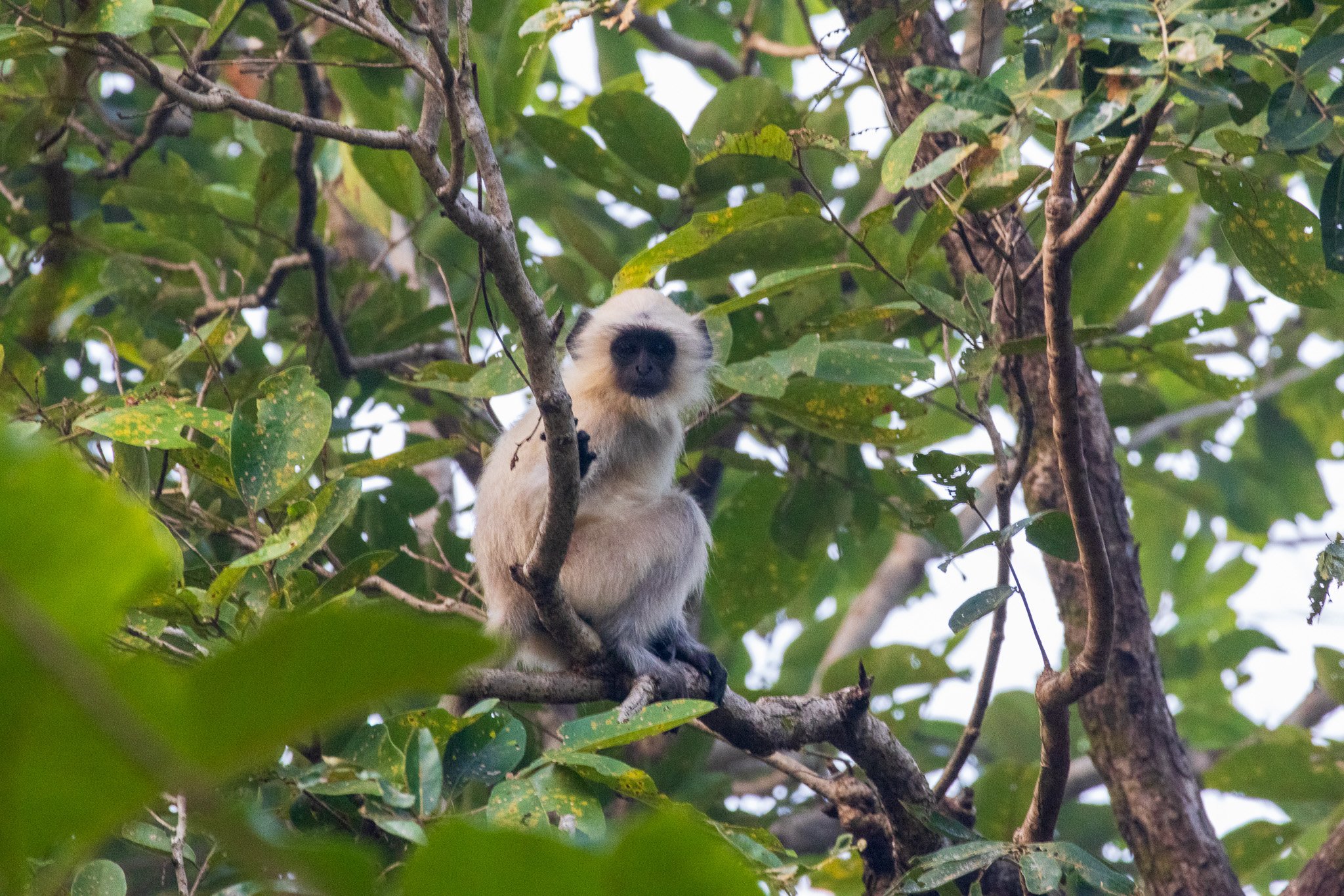 _india_18nov2023_pench106.jpg