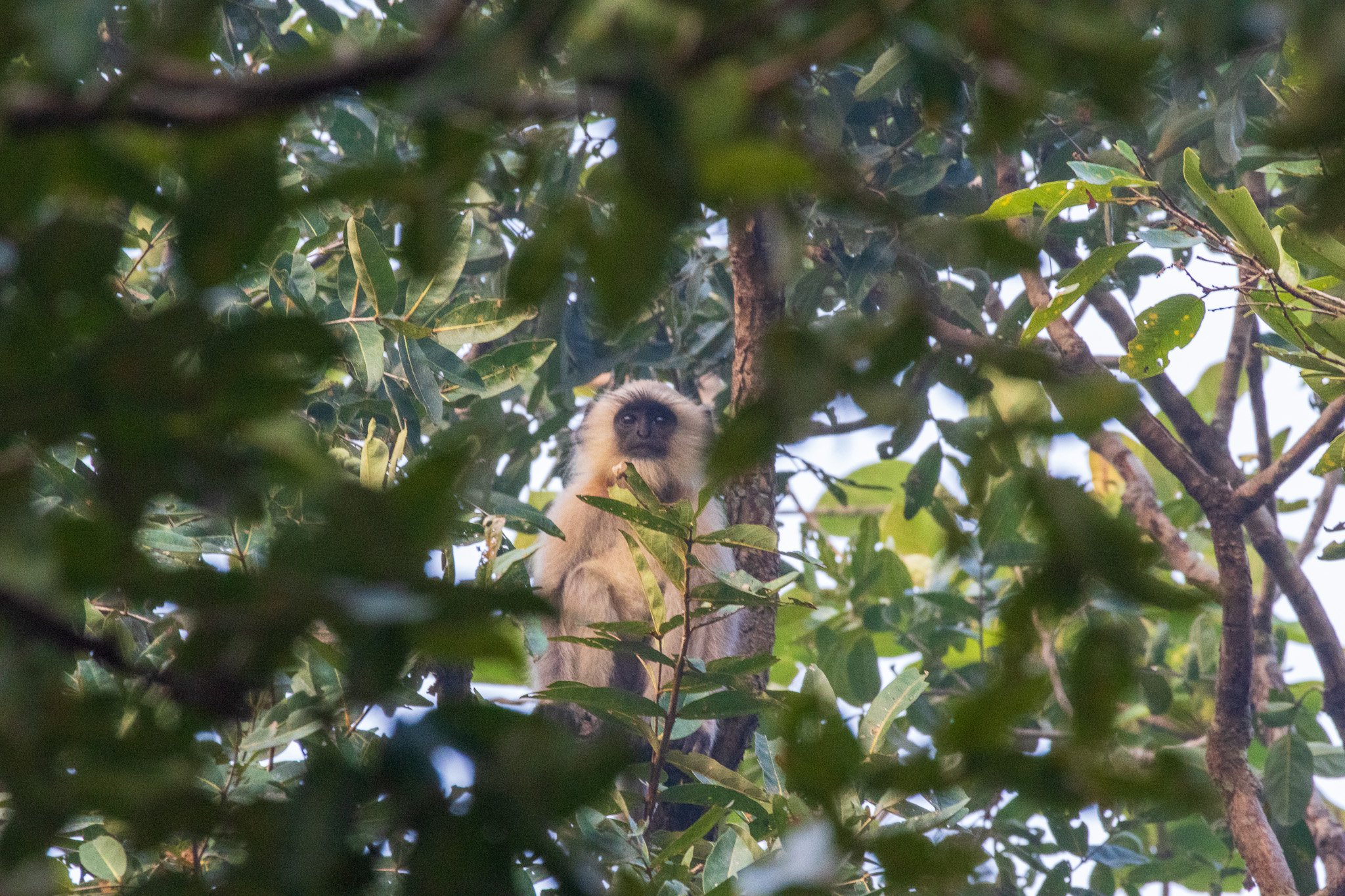 _india_18nov2023_pench108.jpg