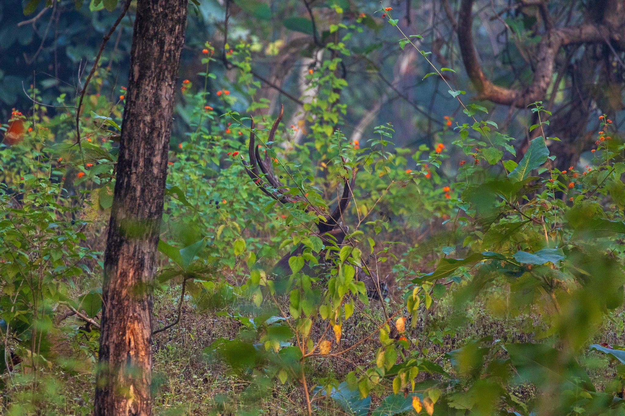 _india_18nov2023_pench110.jpg