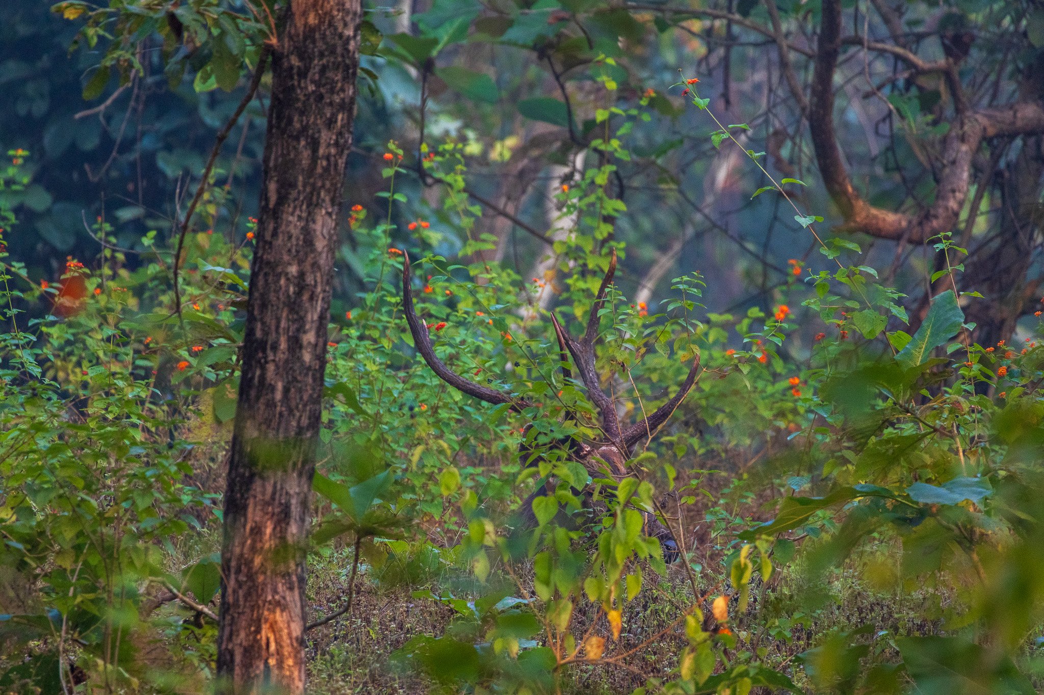 _india_18nov2023_pench112.jpg