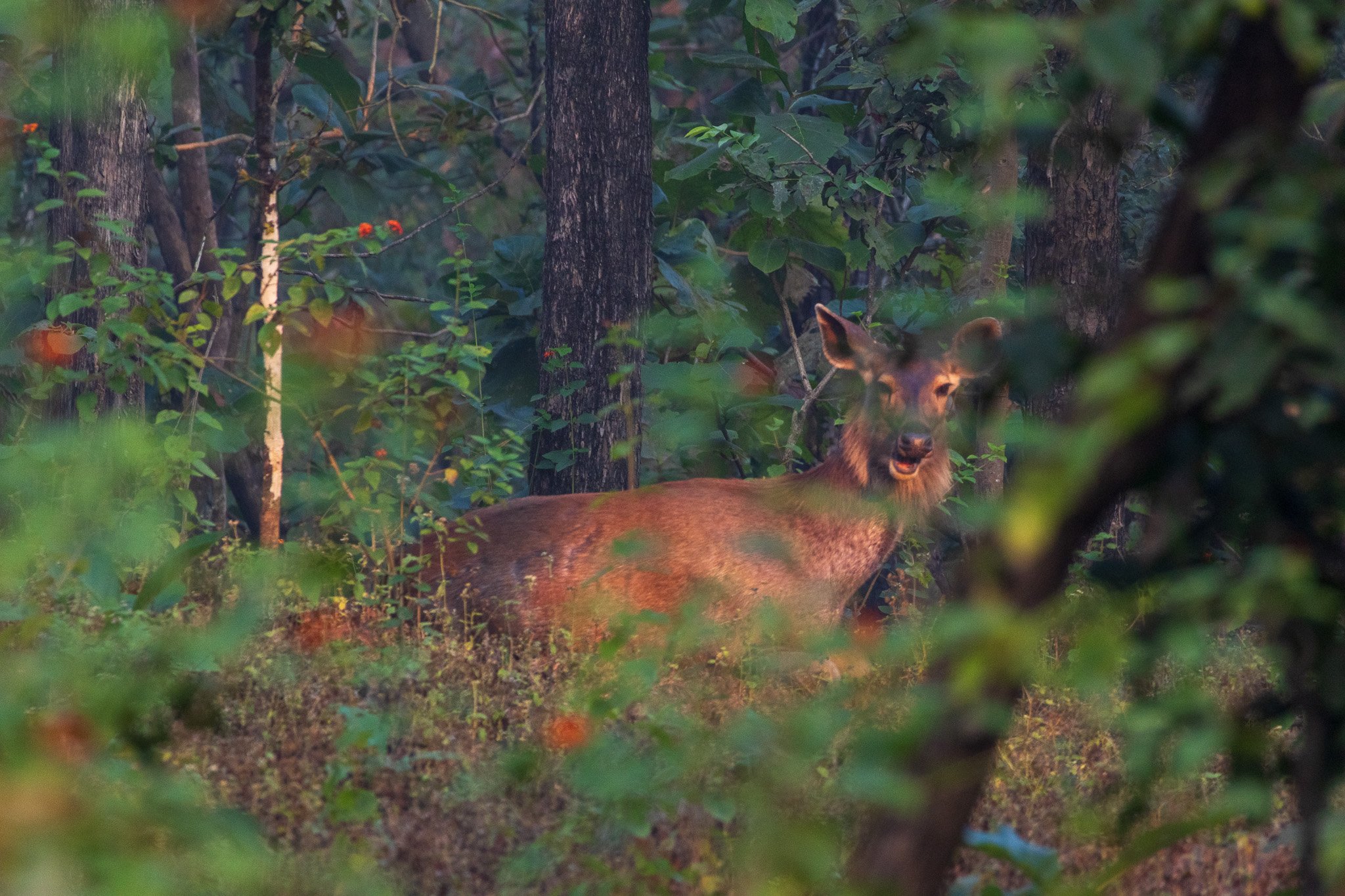 _india_18nov2023_pench114.jpg