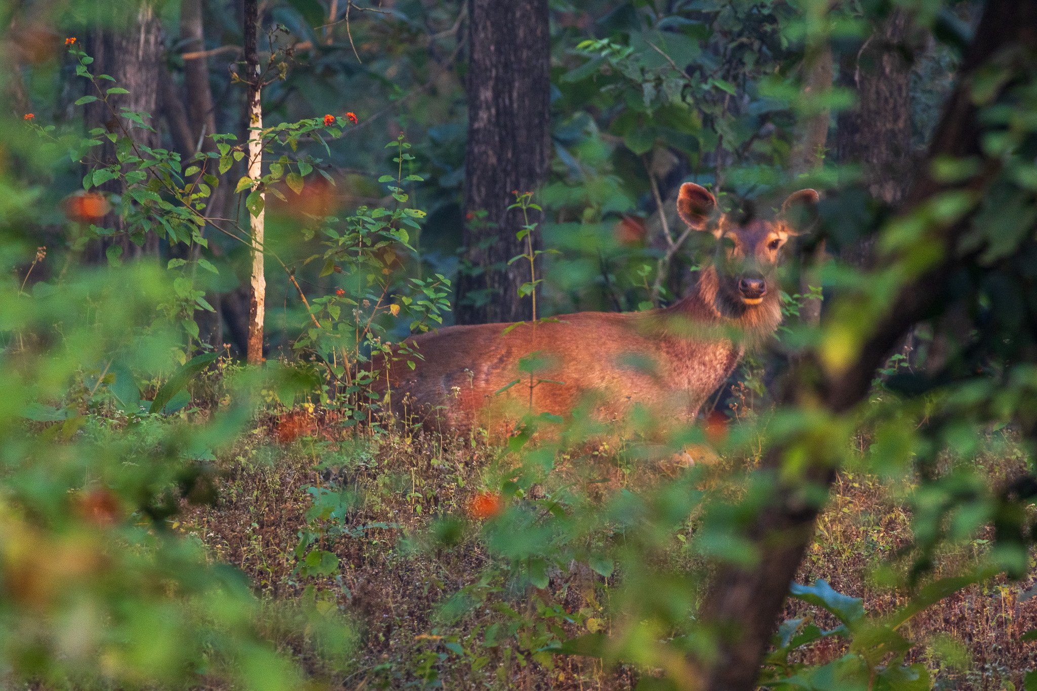 _india_18nov2023_pench115.jpg