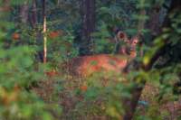 _india_18nov2023_pench115_small.jpg