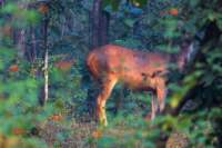 _india_18nov2023_pench118_small.jpg