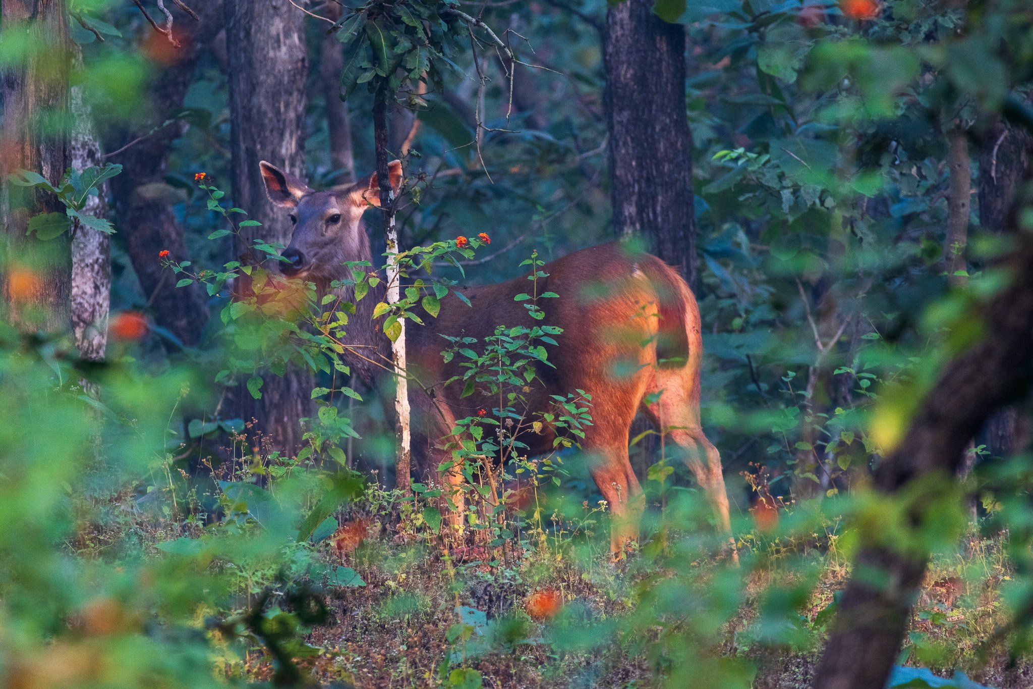 _india_18nov2023_pench119.jpg