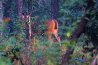 _india_18nov2023_pench120_small.jpg