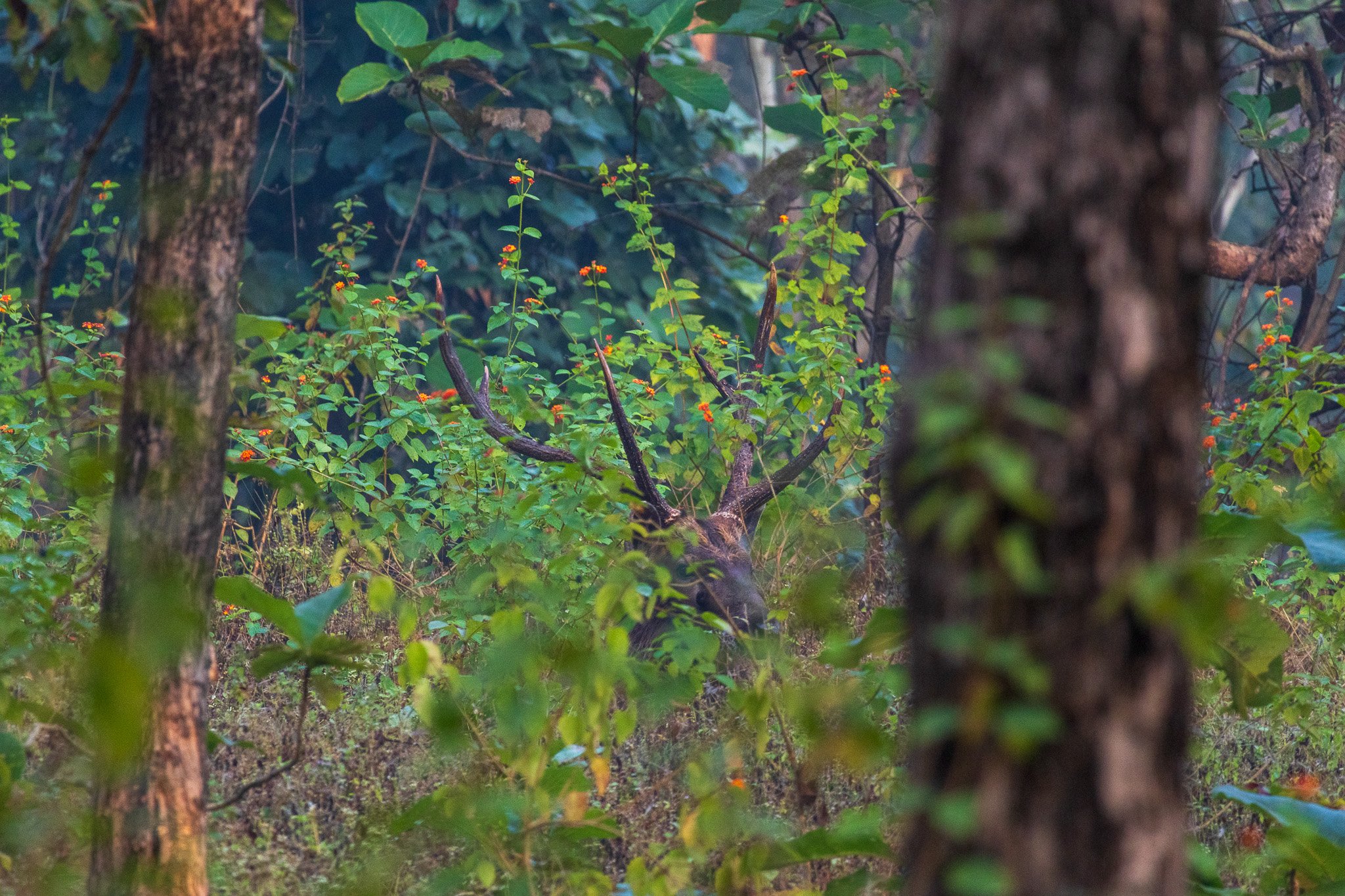 _india_18nov2023_pench121.jpg