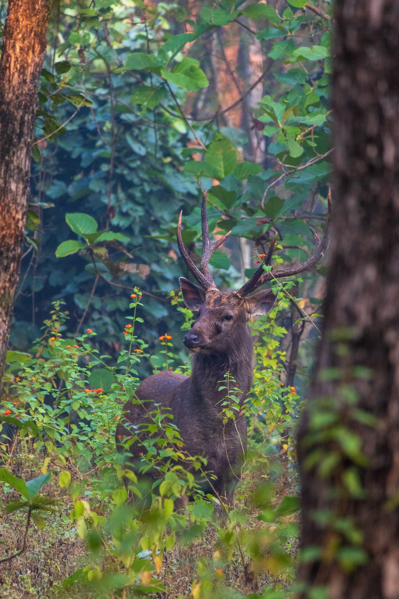 _india_18nov2023_pench126.jpg