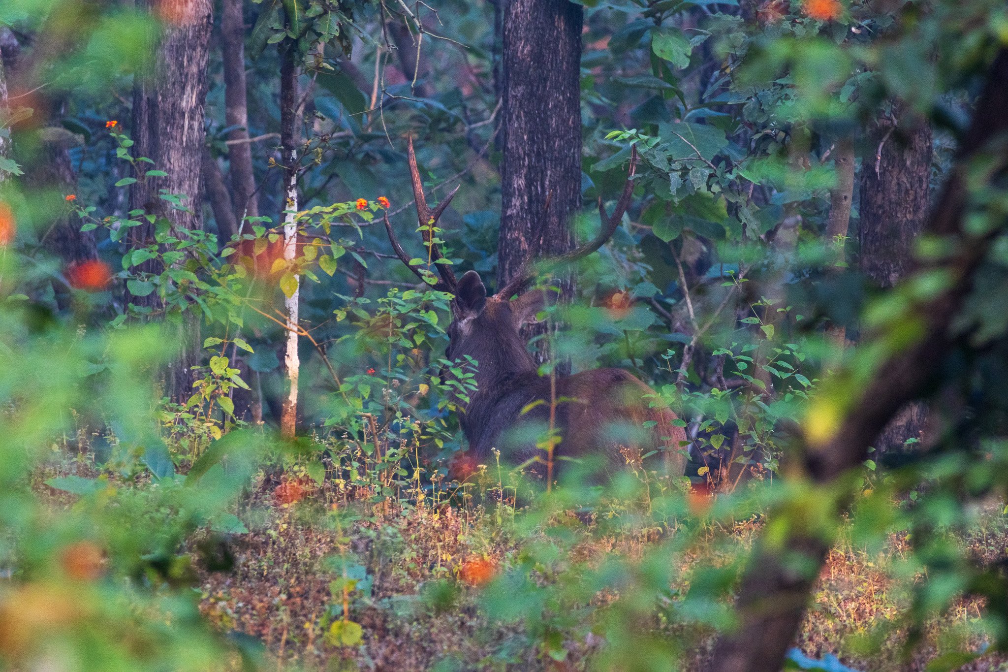 _india_18nov2023_pench128.jpg