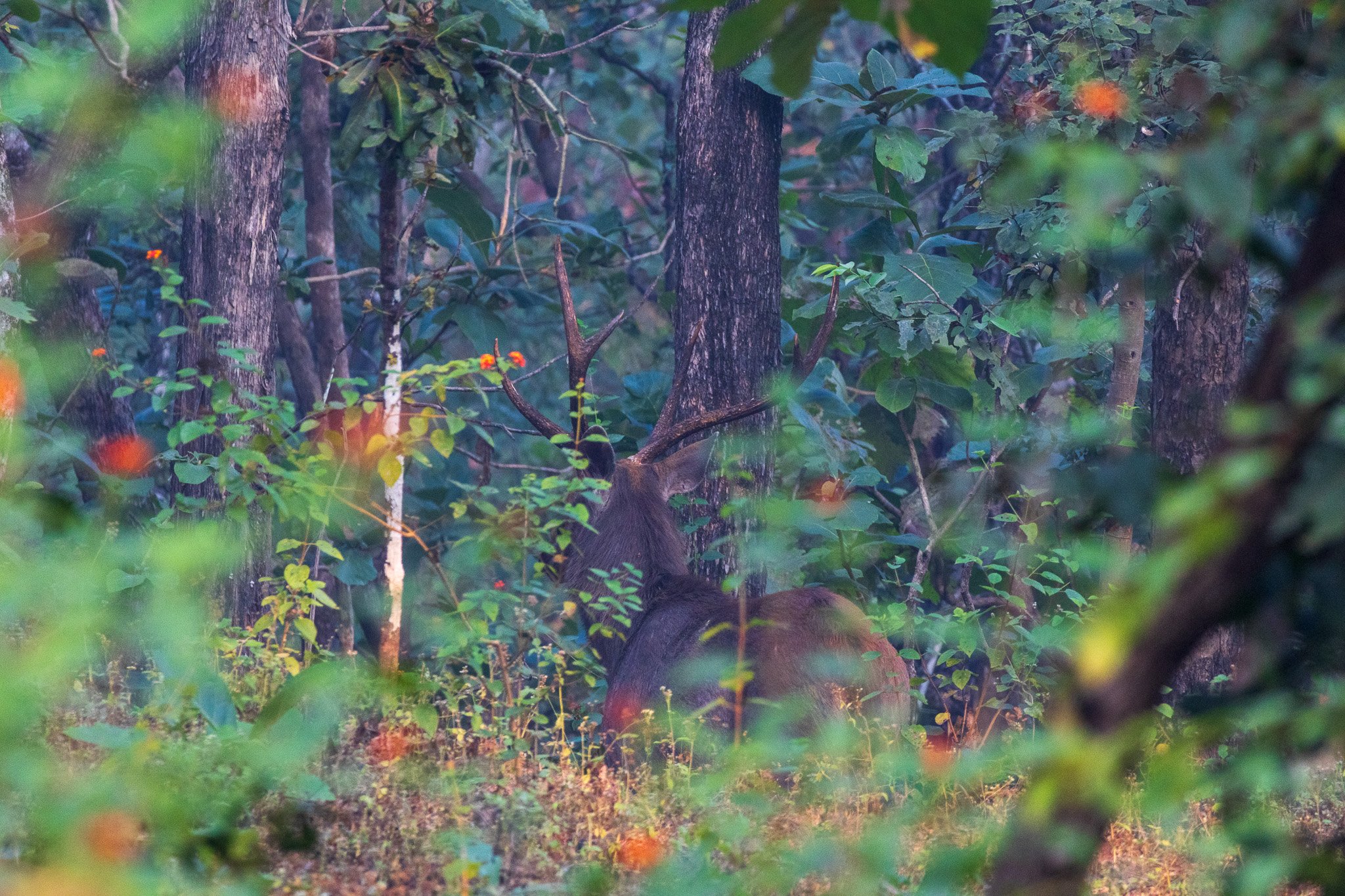 _india_18nov2023_pench129.jpg