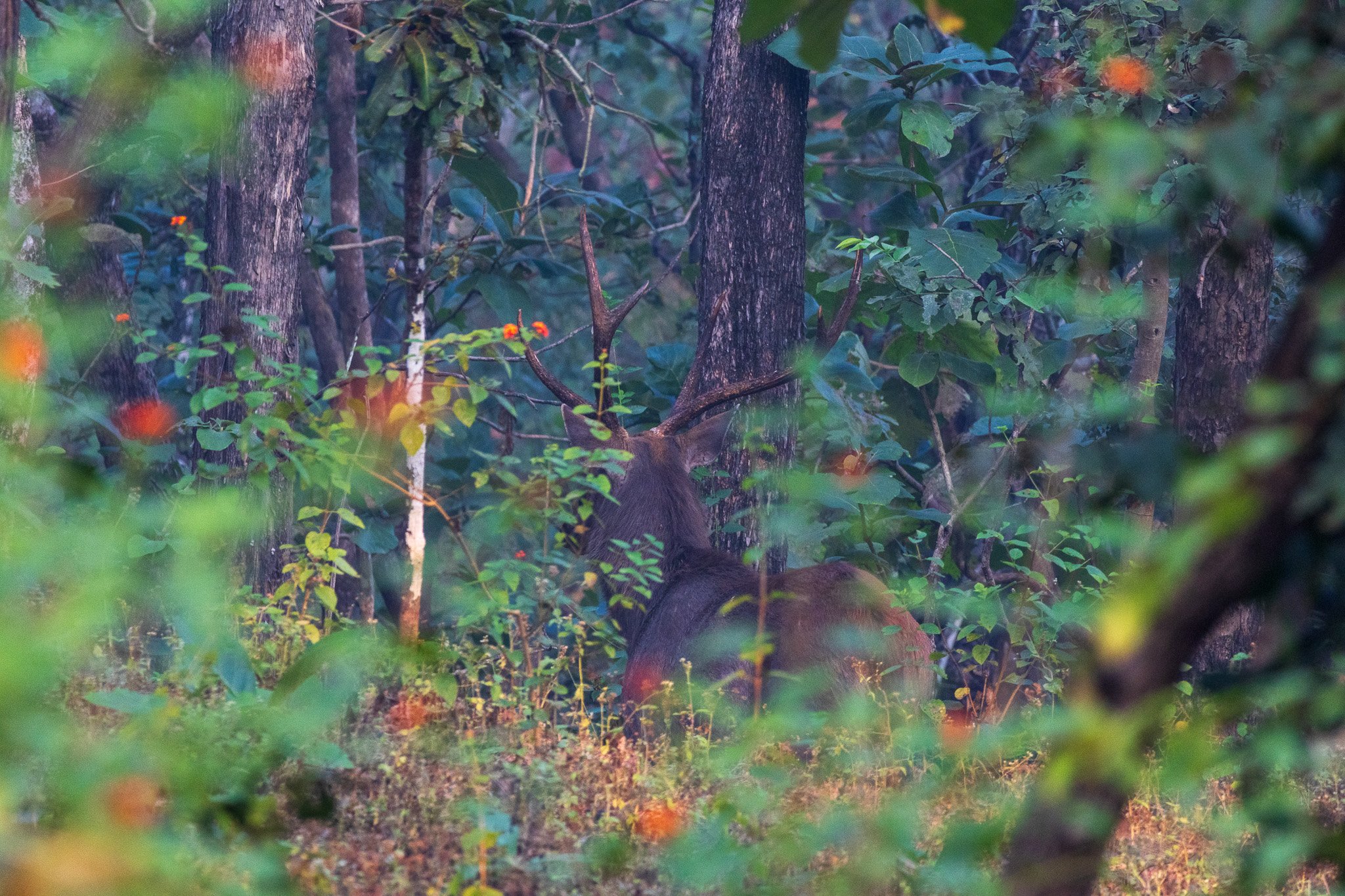 _india_18nov2023_pench130.jpg