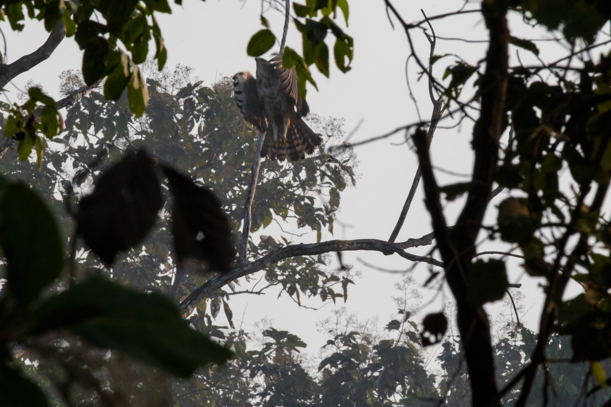 _india_18nov2023_pench135.jpg