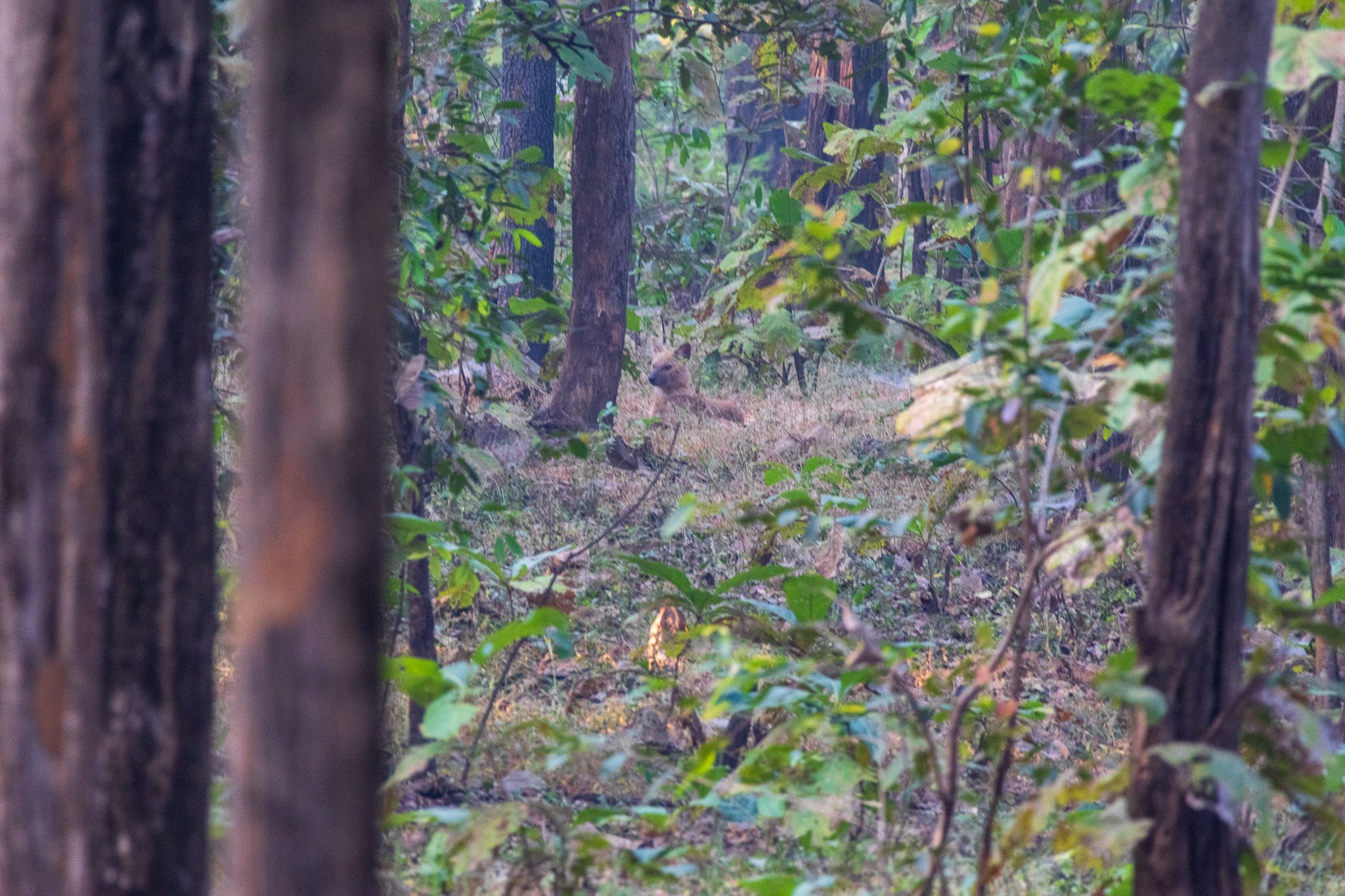 _india_18nov2023_pench137.jpg