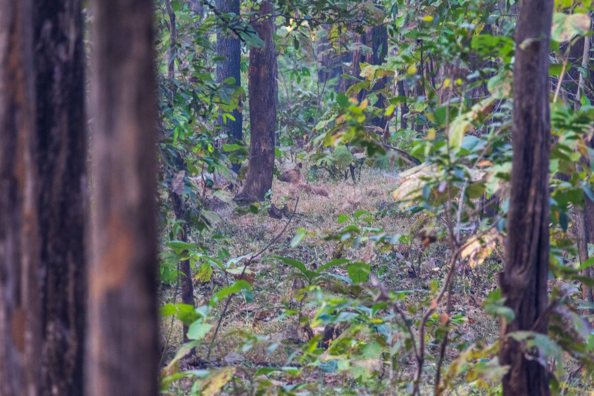 _india_18nov2023_pench139.jpg