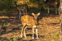 _india_18nov2023_pench13_small.jpg