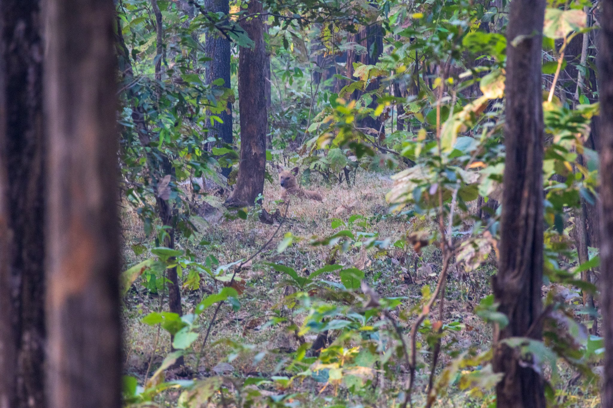 _india_18nov2023_pench140.jpg