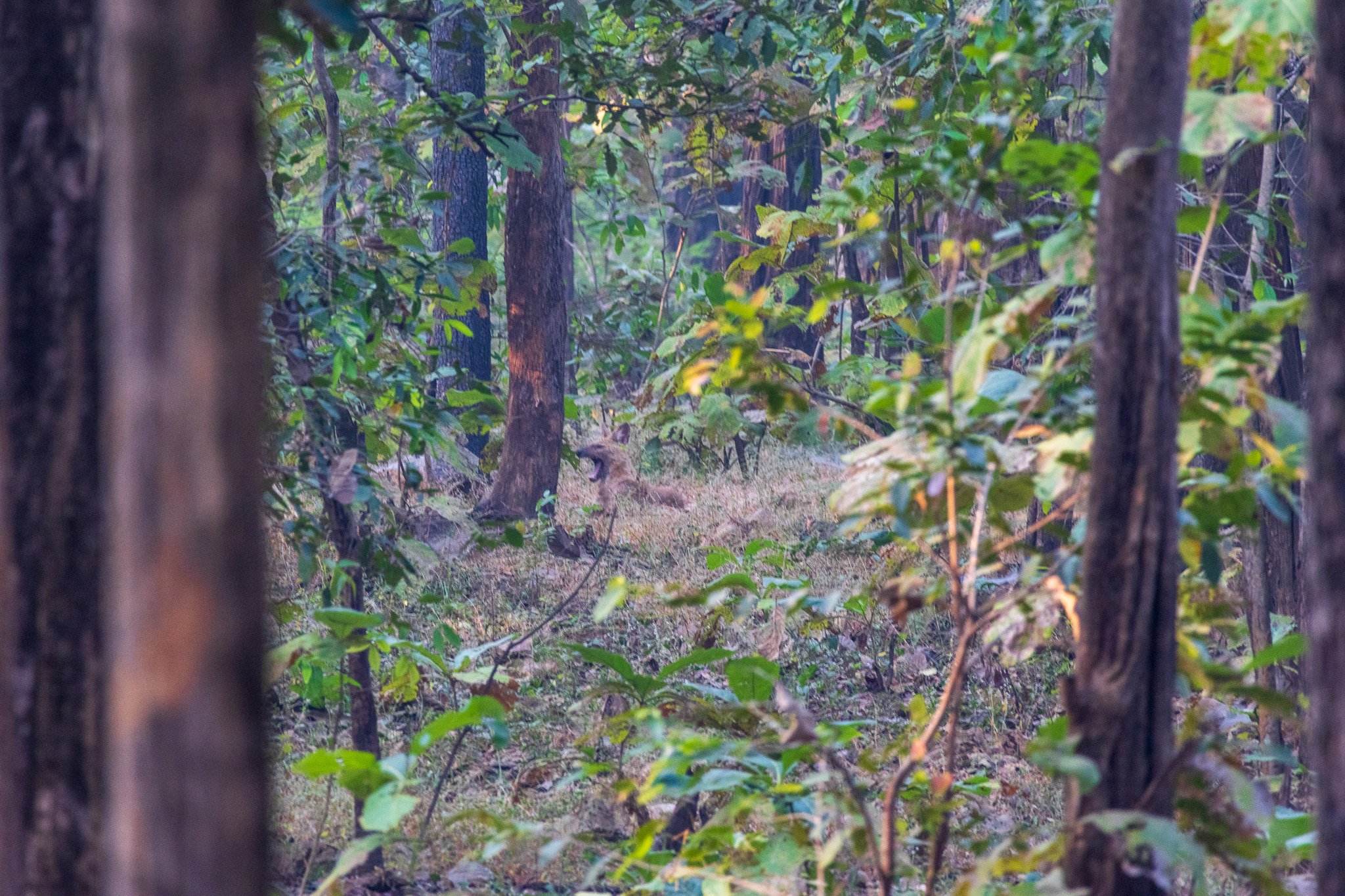 _india_18nov2023_pench142.jpg