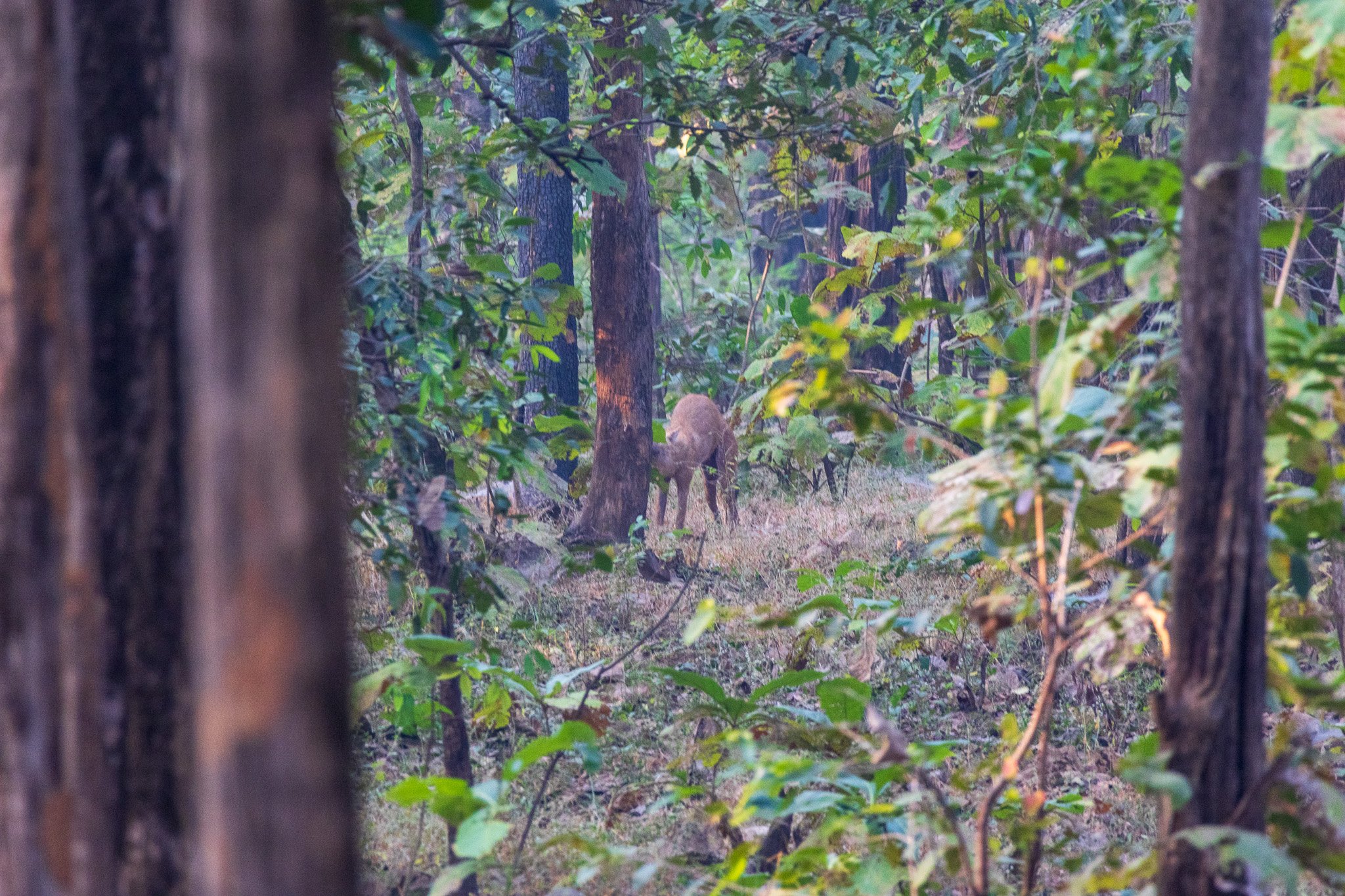 _india_18nov2023_pench144.jpg