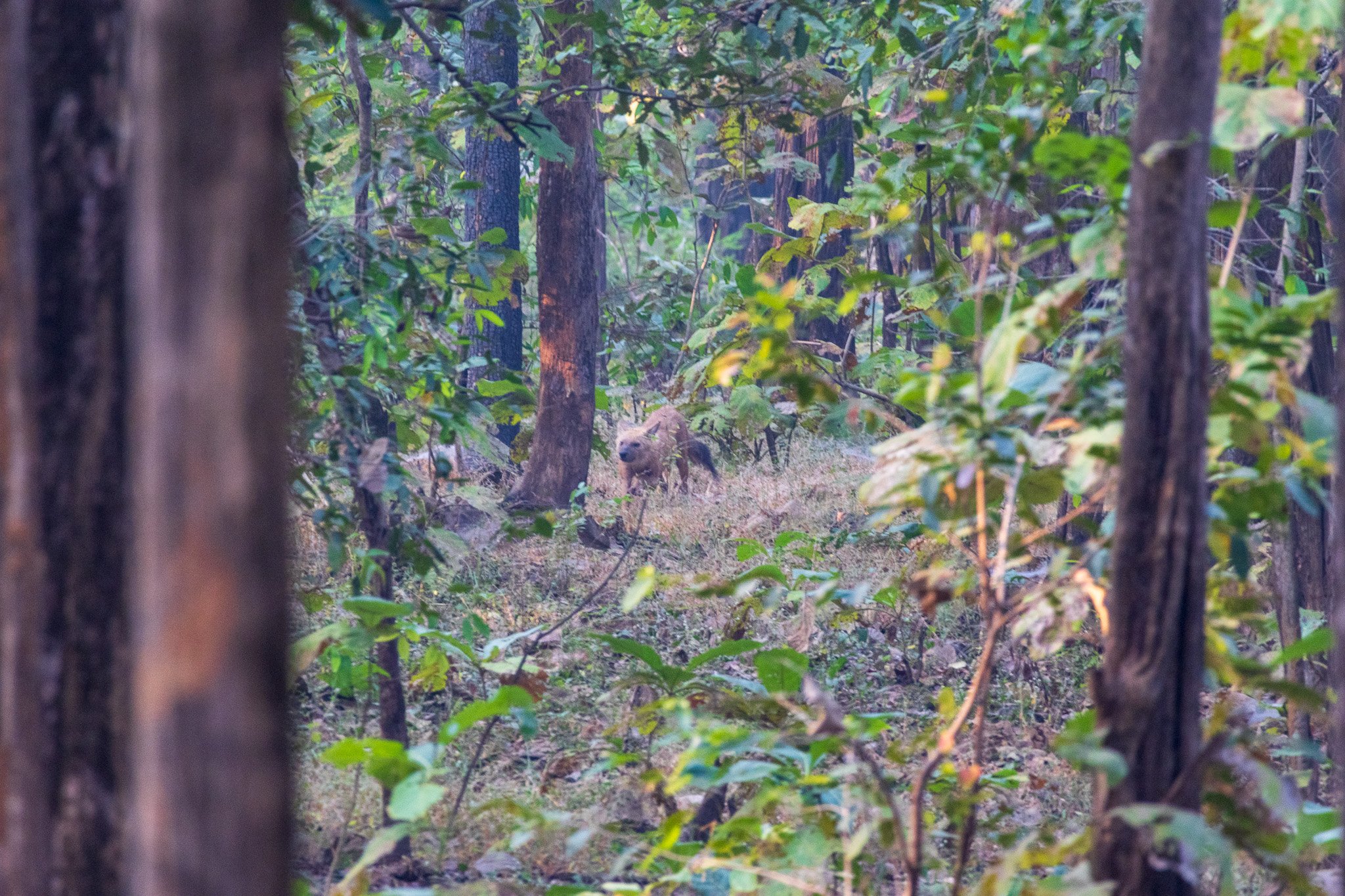 _india_18nov2023_pench146.jpg