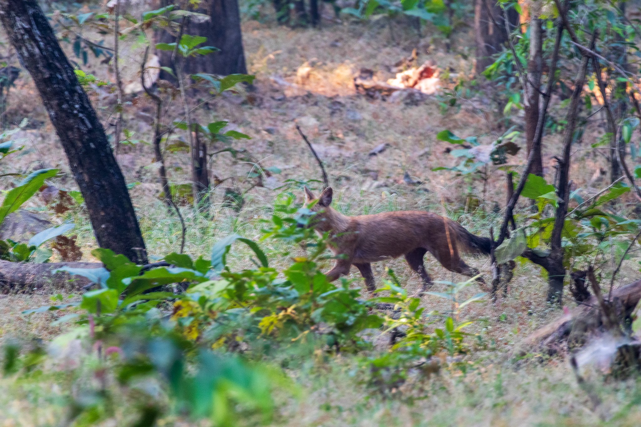 _india_18nov2023_pench151.jpg