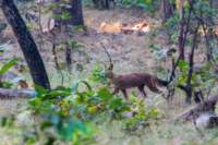 _india_18nov2023_pench151_small.jpg