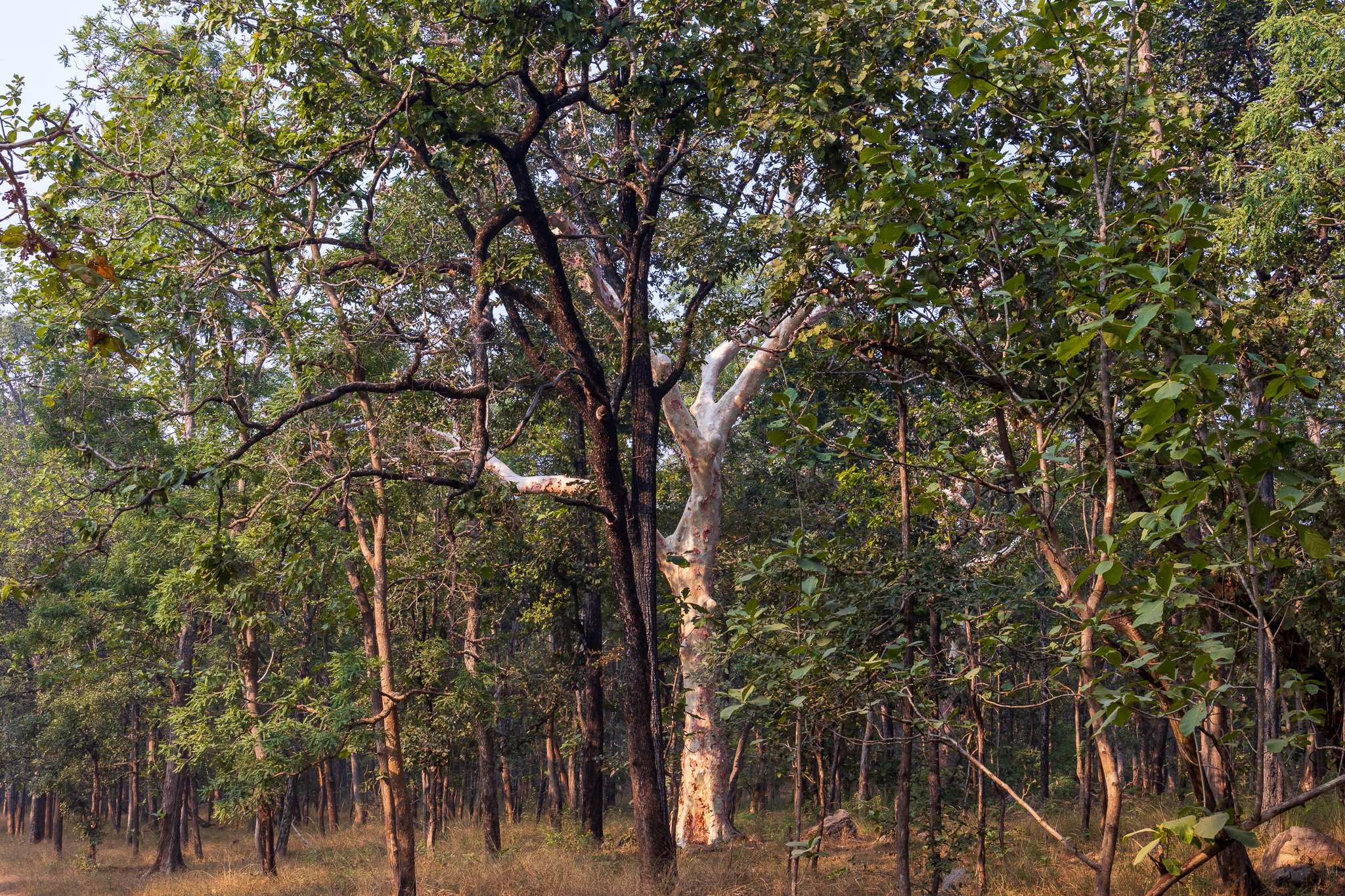 _india_18nov2023_pench152.jpg