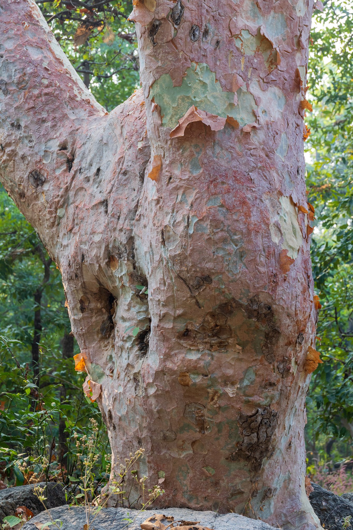 _india_18nov2023_pench153.jpg