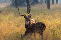 _india_18nov2023_pench154_small.jpg