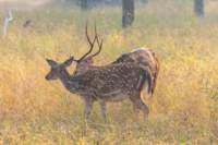 _india_18nov2023_pench156_small.jpg