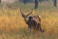 _india_18nov2023_pench157_small.jpg