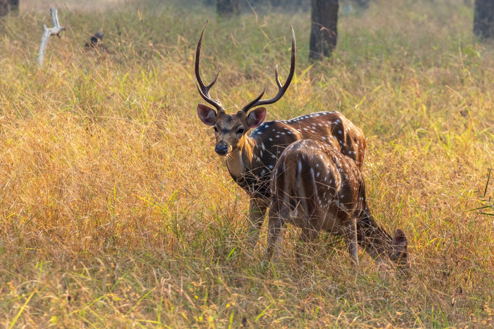 _india_18nov2023_pench158.jpg