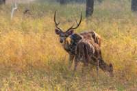 _india_18nov2023_pench158_small.jpg