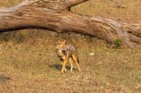 _india_18nov2023_pench160_small.jpg