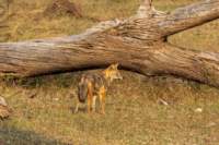 _india_18nov2023_pench161_small.jpg