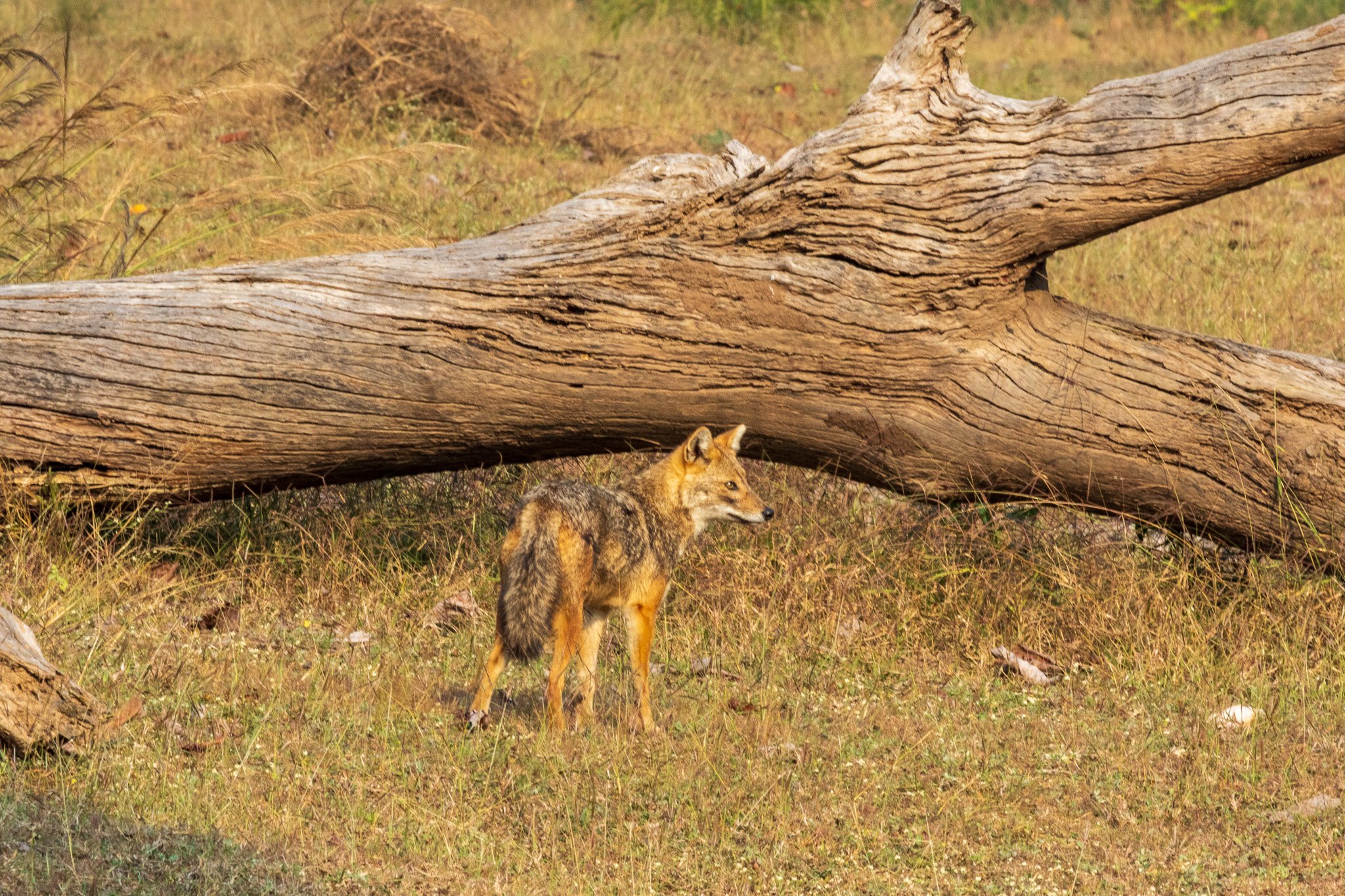 _india_18nov2023_pench162.jpg